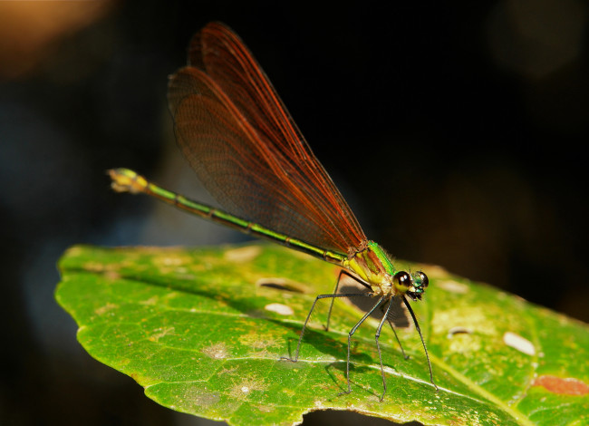 Обои картинки фото животные, стрекозы, лист, стрекоза, макро, itchydogimages