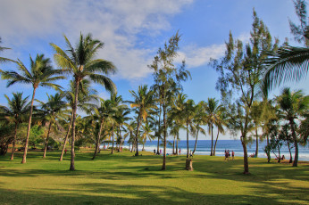 Картинка природа тропики пальмы