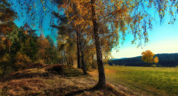 Картинка природа пейзажи поле лес березы