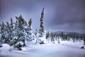 Картинка природа зима снег деревья