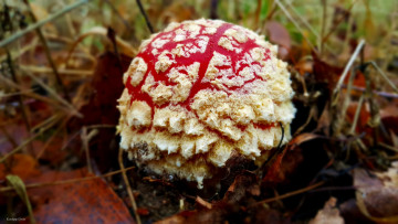Картинка природа грибы +мухомор шляпка