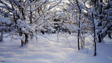 Картинка природа зима снег деревья