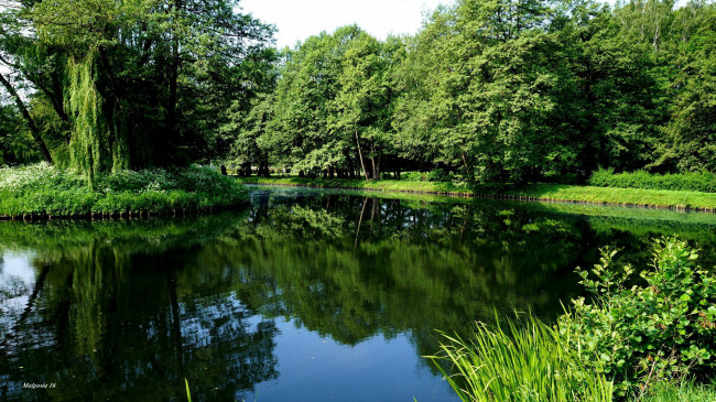 Обои картинки фото природа, парк, водоем, деревья, островок