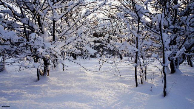 Обои картинки фото природа, зима, снег, деревья