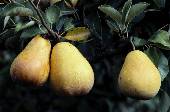 Обои картинки фото природа, плоды, ветке, на, капельки, груши