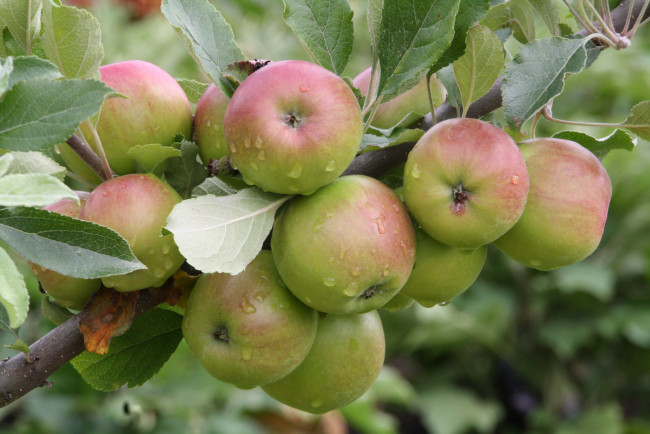 Обои картинки фото природа, плоды, яблоки