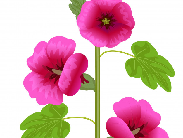 Обои картинки фото векторная графика, цветы , flowers, цветы, лепестки, фон