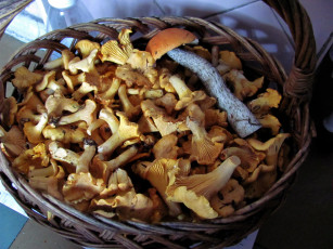 Картинка еда грибы +грибные+блюда лисички