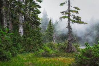 Картинка природа лес простор