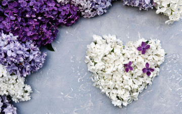 Картинка праздничные день+святого+валентина +сердечки +любовь сирень лепестки