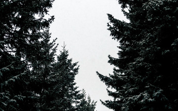 Картинка природа деревья ели