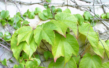 Картинка природа листья стена фон