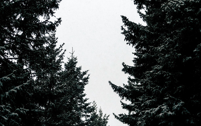 Обои картинки фото природа, деревья, ели