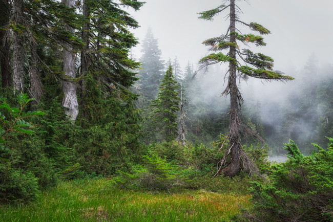 Обои картинки фото природа, лес, простор