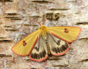 Картинка животные бабочки +мотыльки +моли моль