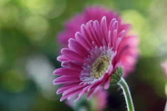 обоя цветы, герберы, гербера, цветок, розовый, фон