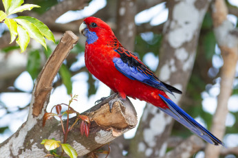 Картинка животные попугаи попугай