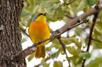 Картинка животные птицы птица