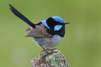 Картинка животные птицы птица