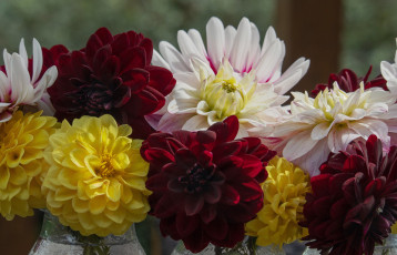 Картинка цветы георгины