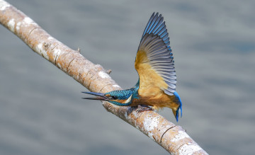 Картинка животные зимородки зимородок