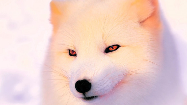 Обои картинки фото животные, песцы, песец, голова