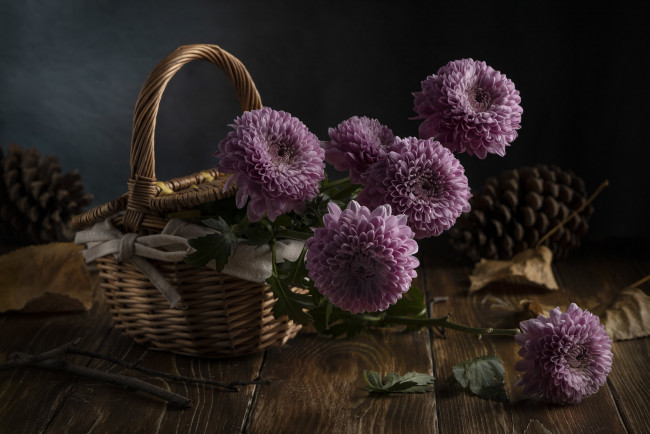 Обои картинки фото цветы, хризантемы, корзина, фон