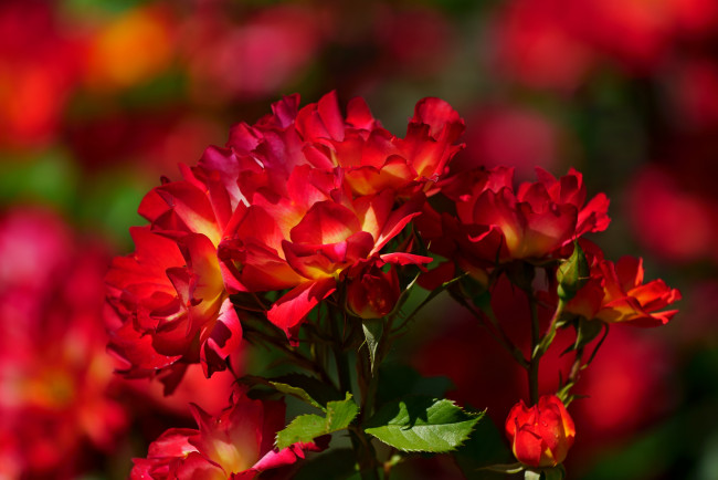 Обои картинки фото цветы, розы