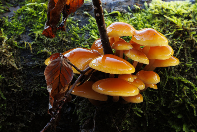 Обои картинки фото природа, грибы