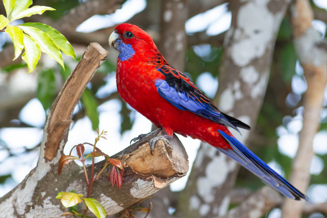 Обои картинки фото животные, попугаи, попугай