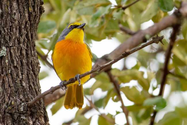 Обои картинки фото животные, птицы, птица