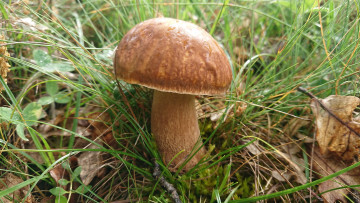 Картинка природа грибы боровик