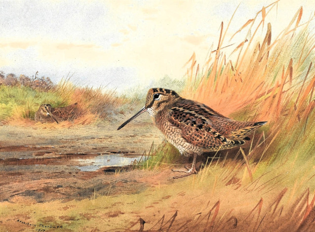 Обои картинки фото рисованное, archibald thorburn, вальдшнепы, лужа, трава