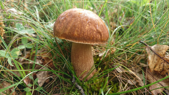 Обои картинки фото природа, грибы, боровик