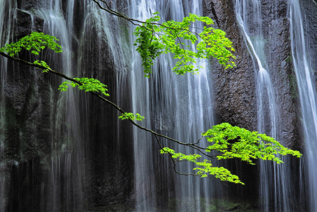 Обои картинки фото природа, водопады, водопад, скала, ветки