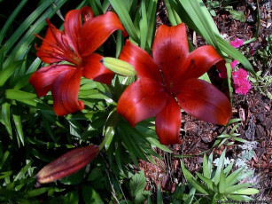 Картинка цветы лилии лилейники