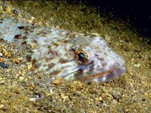 Картинка животные рыбы