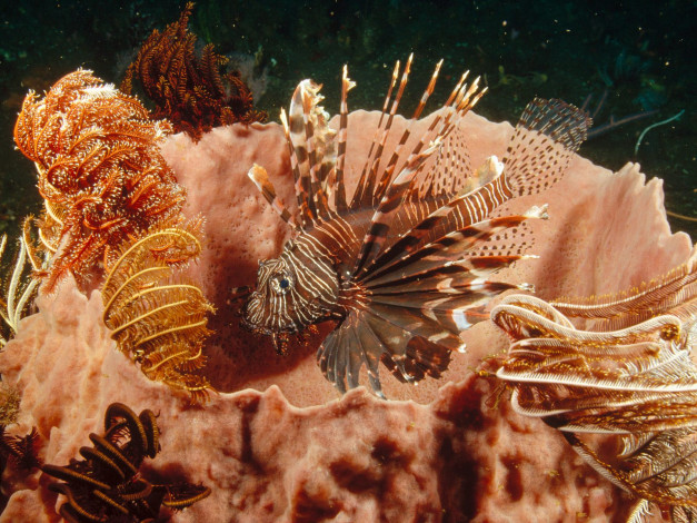 Обои картинки фото lionfish, lurking, among, feather, star, crinoids, животные, рыбы