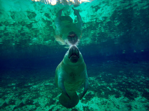 Обои картинки фото животные, морские, коровы, слоны