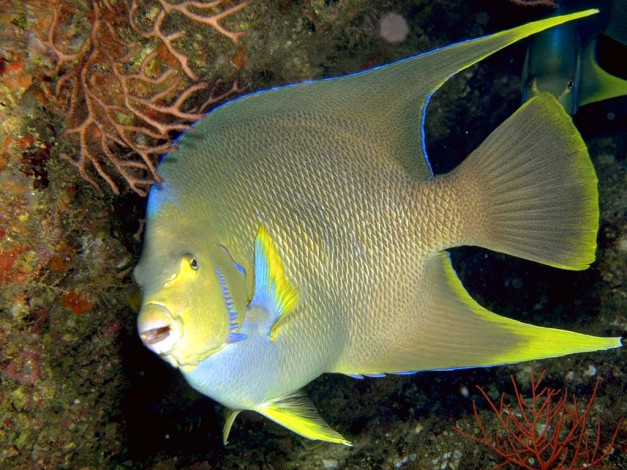 Обои картинки фото животные, рыбы