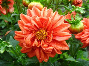 Картинка цветы георгины