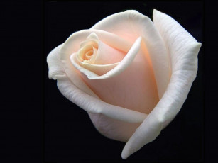 Картинка цветы розы