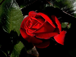 Картинка цветы розы