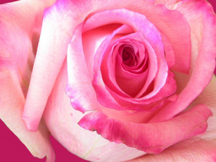 Картинка цветы розы