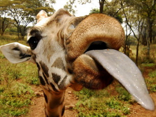 Картинка подлиза авт alex tish животные жирафы