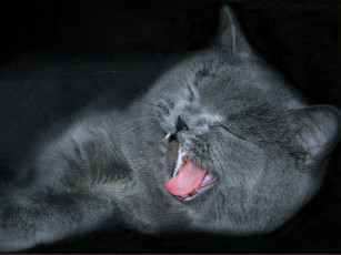 Картинка животные коты