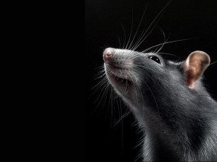 Картинка животные крысы мыши