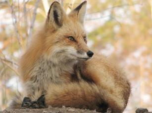 Картинка животные лисы