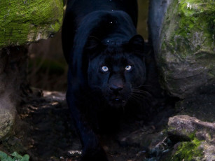 Картинка животные пантеры