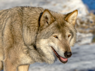 Картинка животные волки